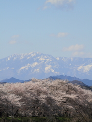 金崎の桜