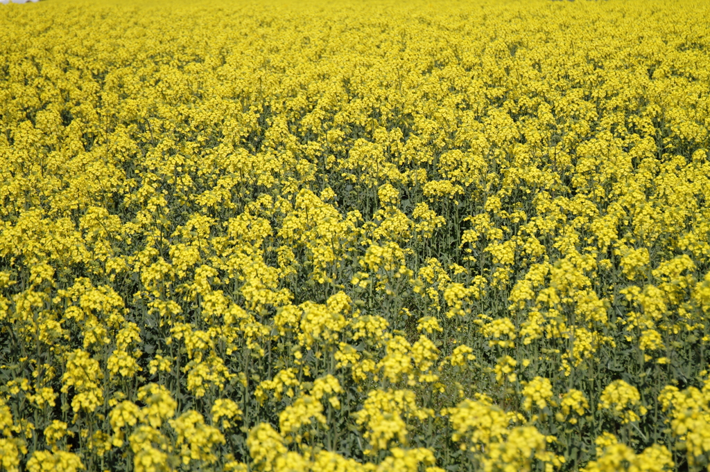 菜の花Ⅲ