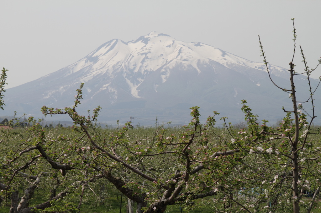 岩手山と林檎の木Ⅲ