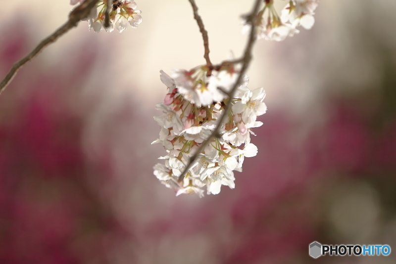 背景に包まれた桜