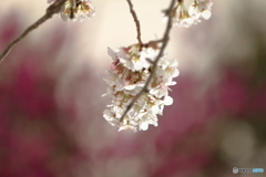 背景に包まれた桜