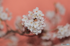 カラーシフトして撮った桜