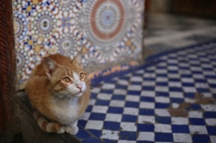 A cat in Fez