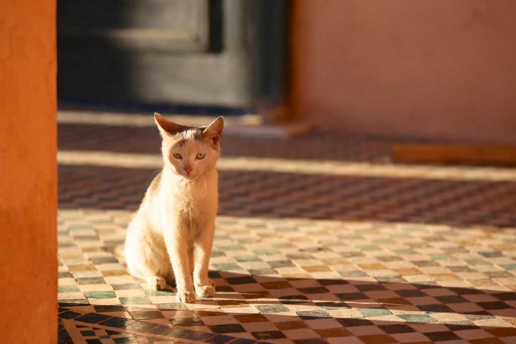 A cat in Marrakech