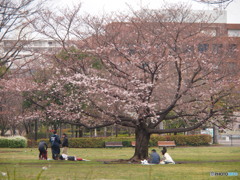 お花見
