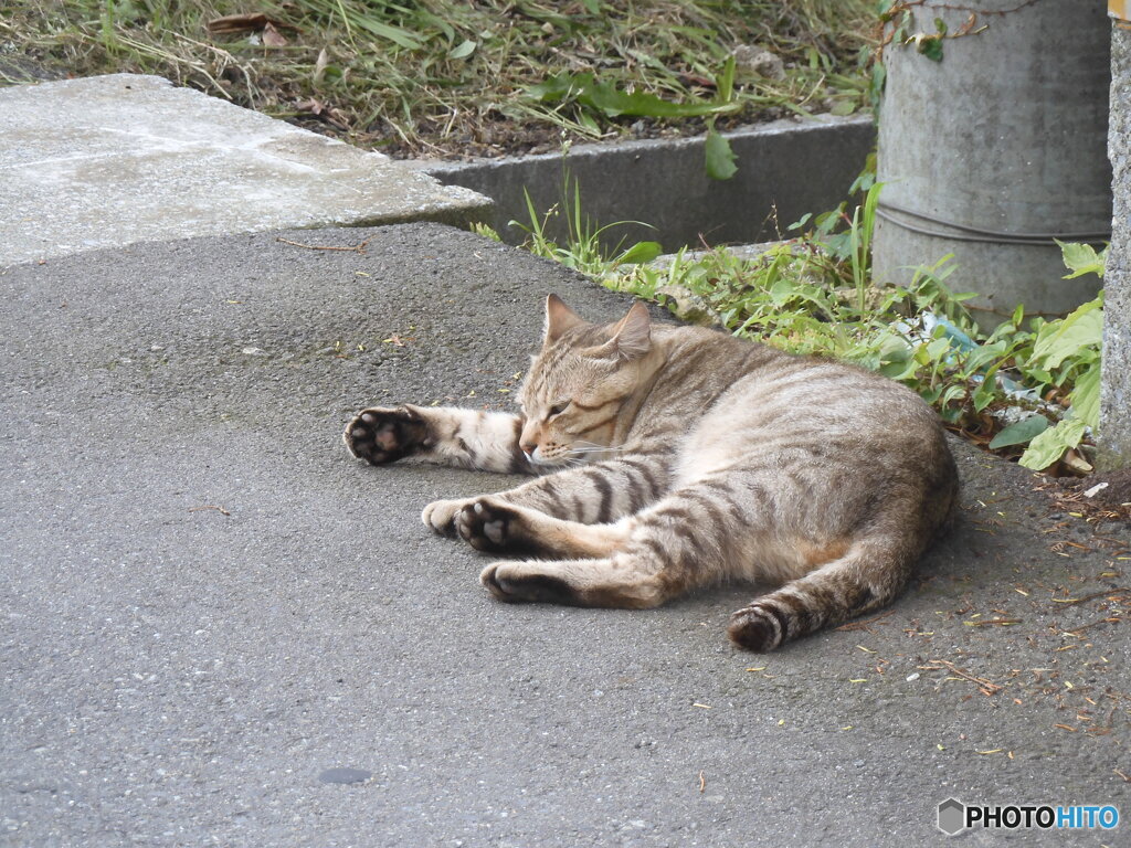 日陰の猫