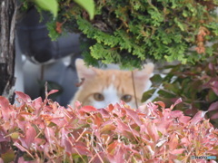 警戒する猫 警戒する猫