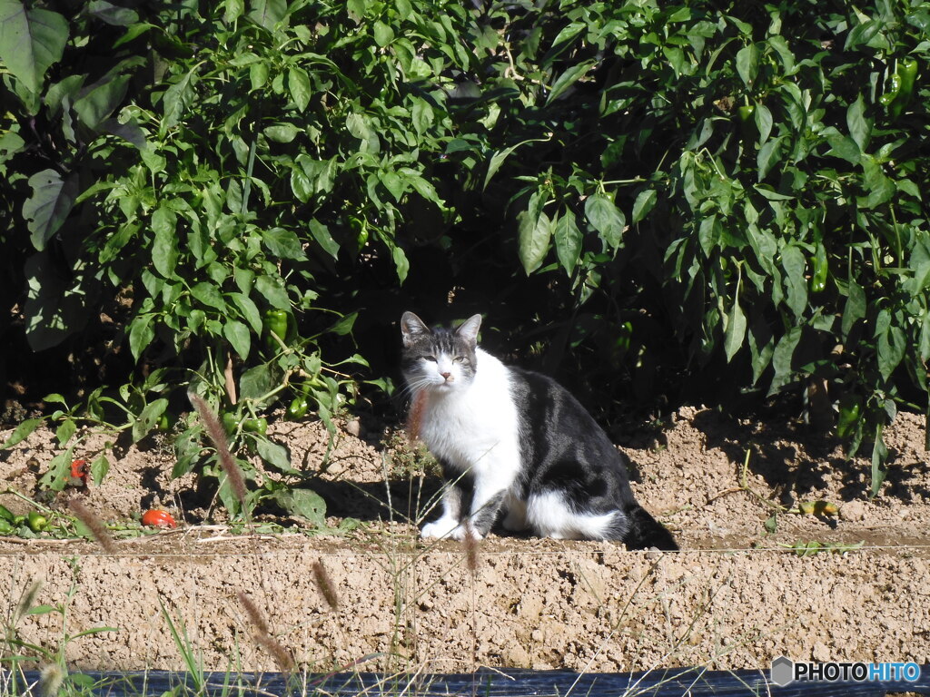 ひだまりの猫