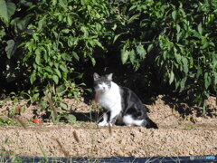 ひだまりの猫