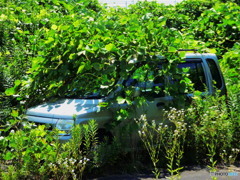 カモフラージュ