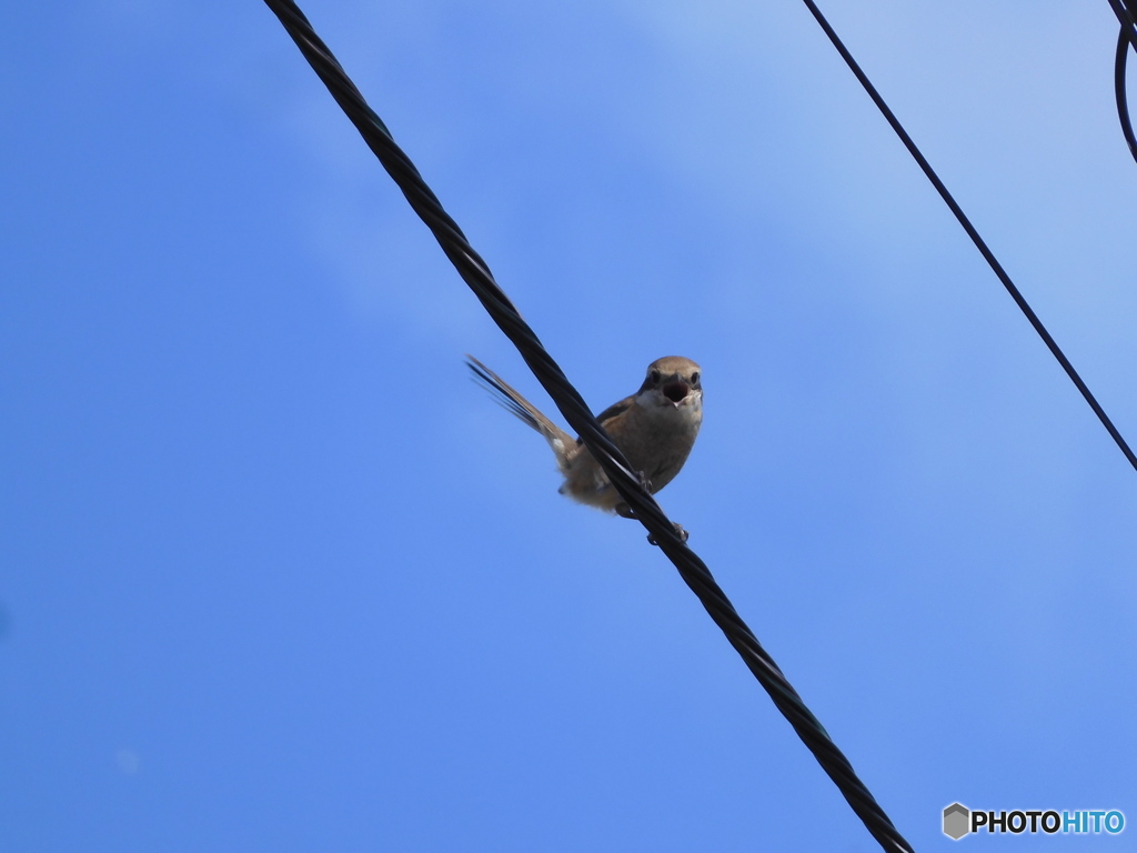 百舌鳥と目が合う