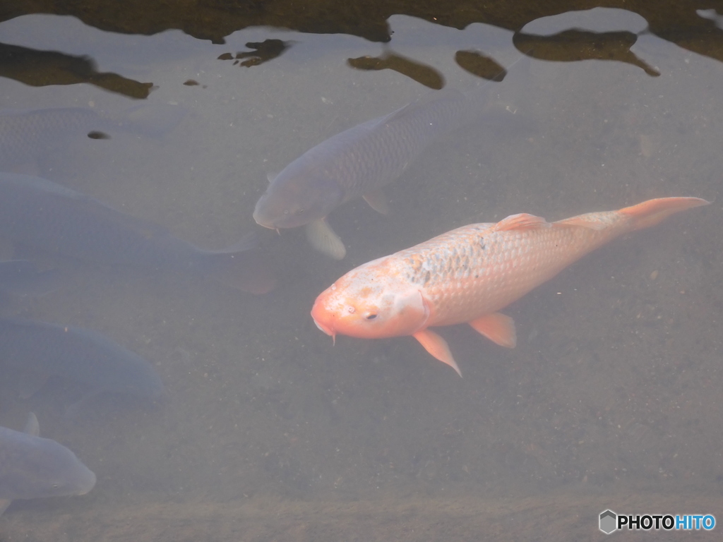 今日の鯉
