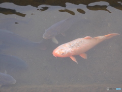 今日の鯉