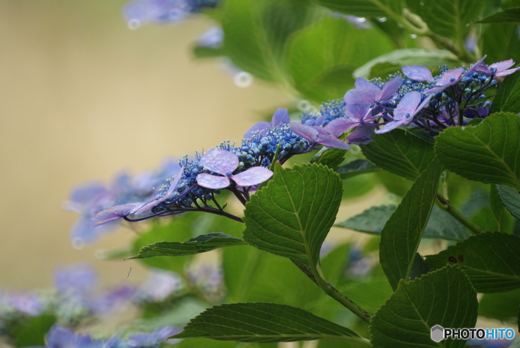 念願のレンズ