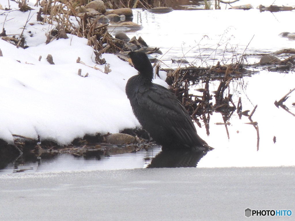 カワウ　らしい