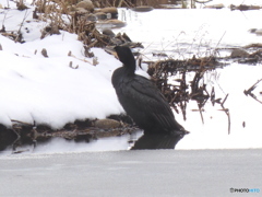 カワウ　らしい