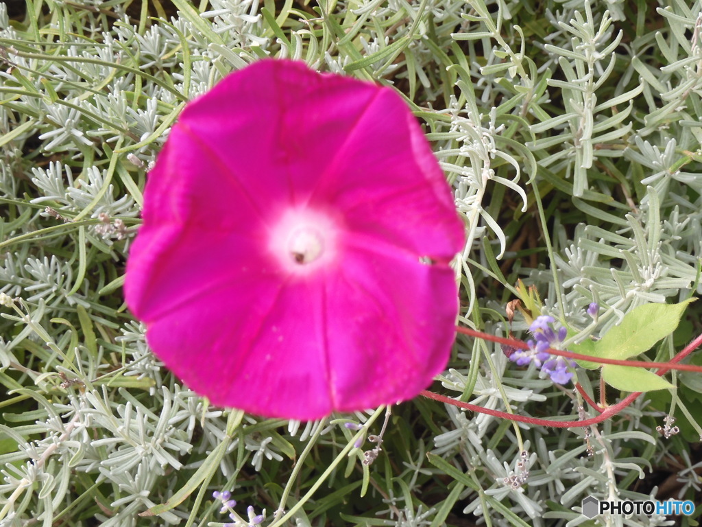 朝顔に虫　見える？