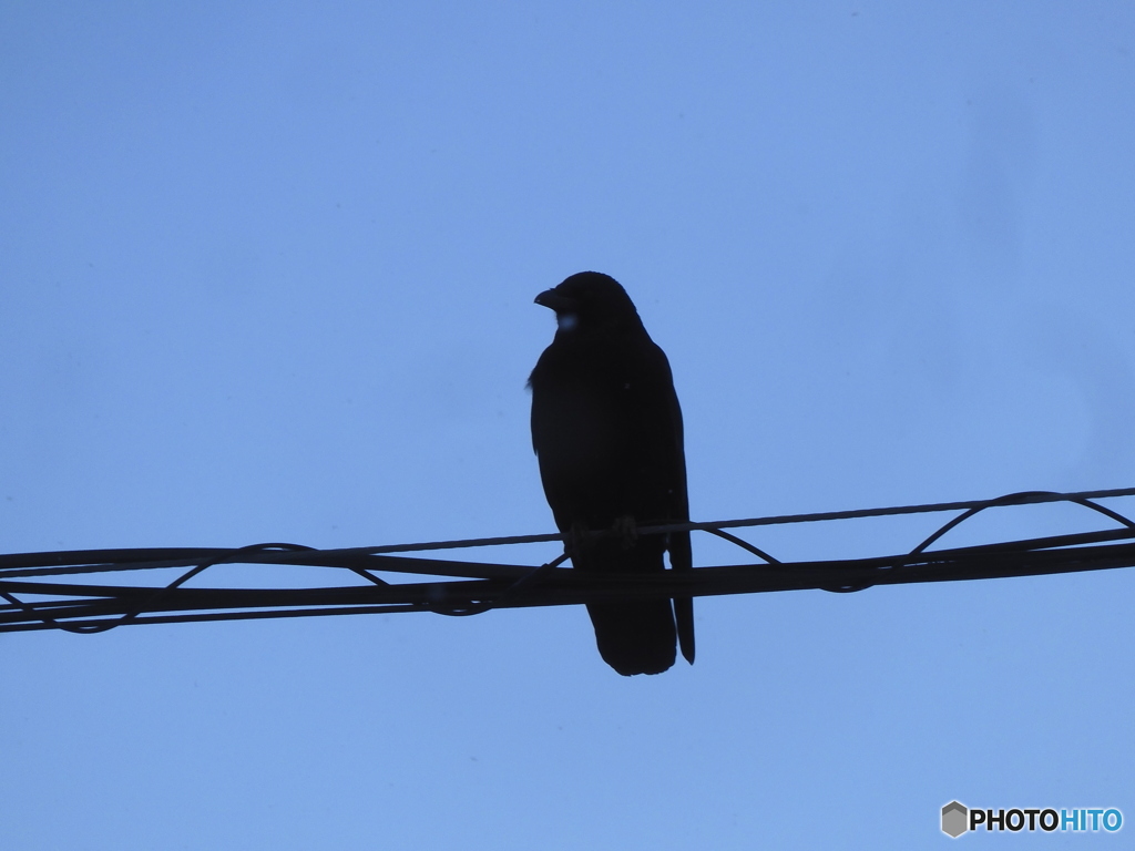 孤独なカラス