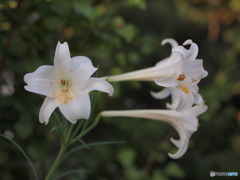 庭に咲く百合