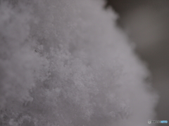 木につもる雪