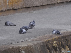 死んでる？