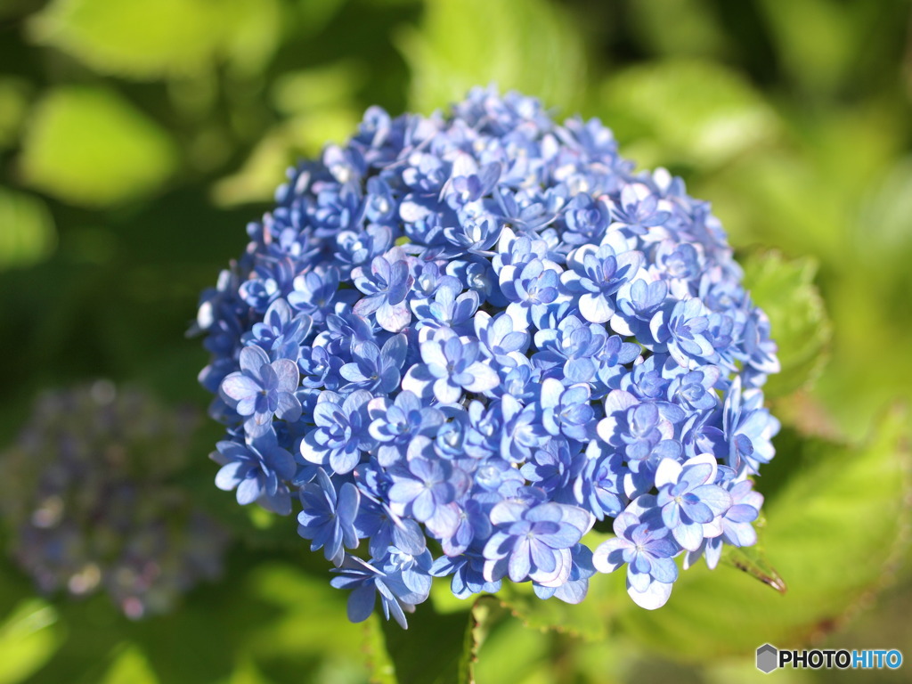 紫陽花