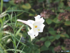白百合