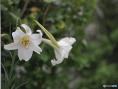 何処からとんできたのやら