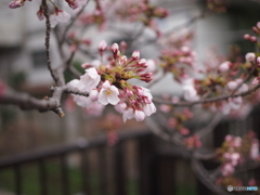 桜咲く