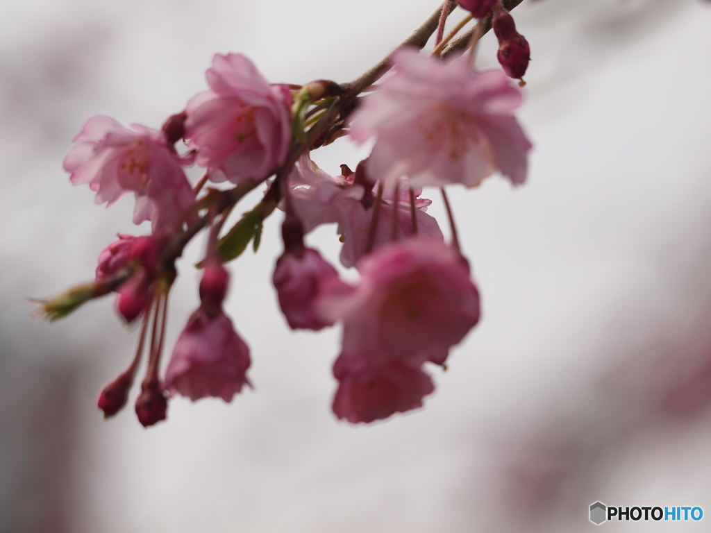 枝垂桜