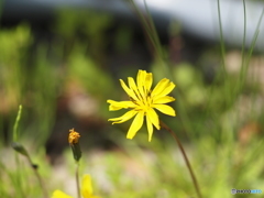 ♪野に咲く花の名前は知らない～♪♪♪