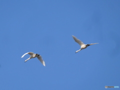 白鳥飛来