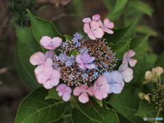 紫陽花