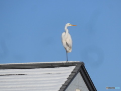 さぎ