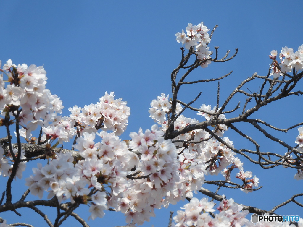 職場の桜