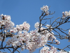 職場の桜