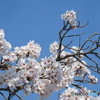 職場の桜