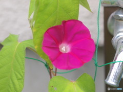 朝顔