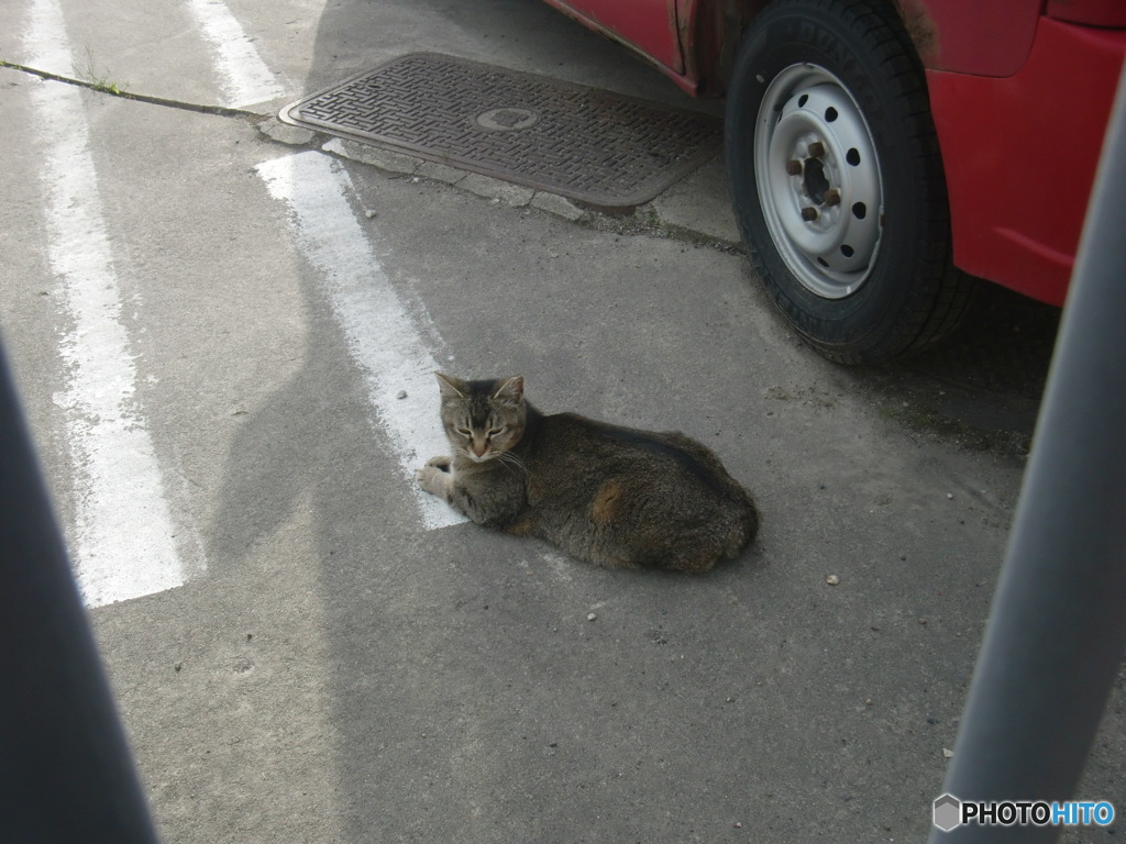 岩出山郵便局のにゃんこ