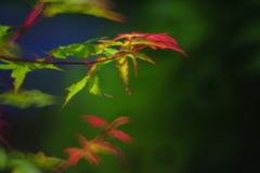 ミラーレンズ　５００ｍｍ　Ｆ８