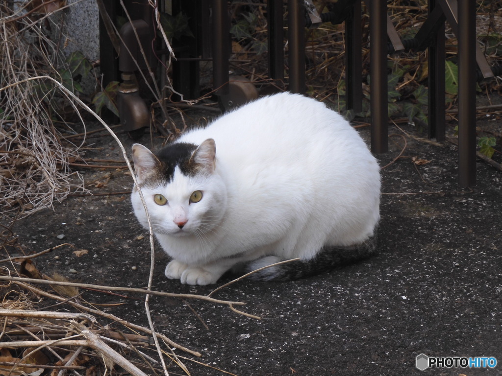 にゃんこと遭遇