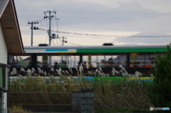 風っ子