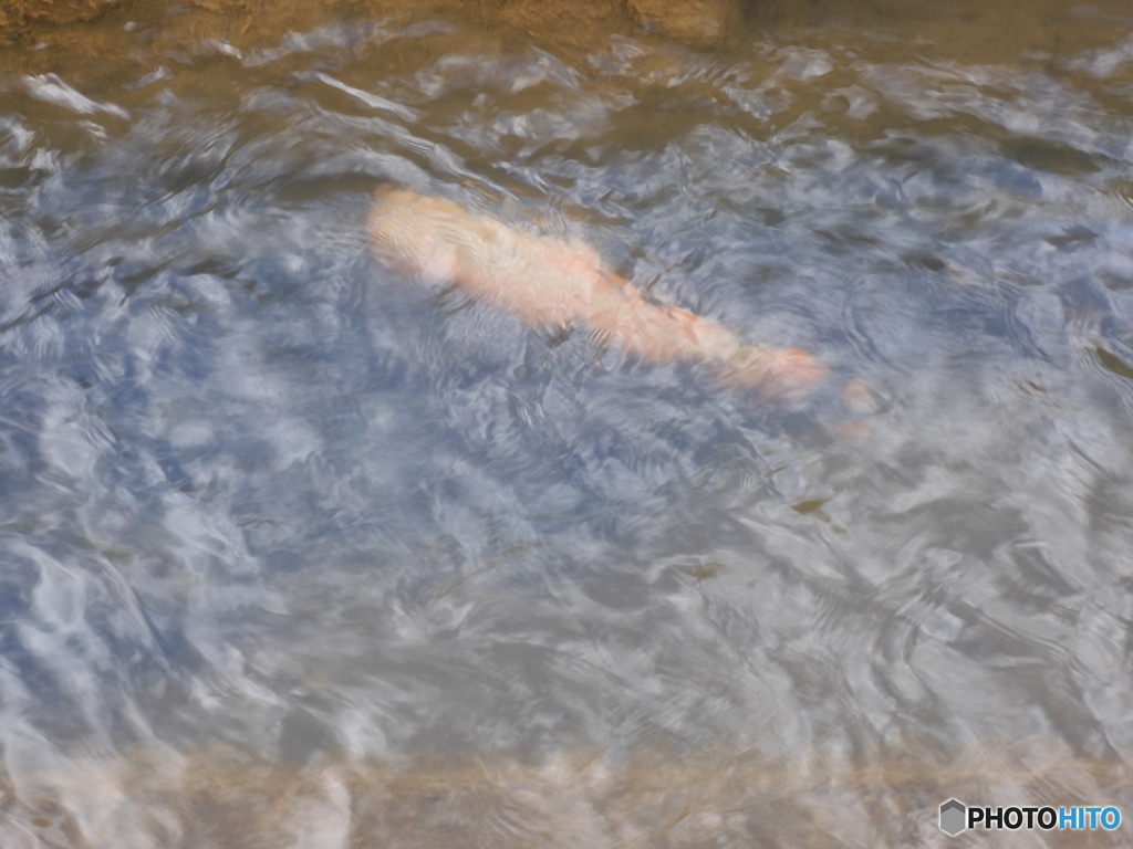 今日の鯉