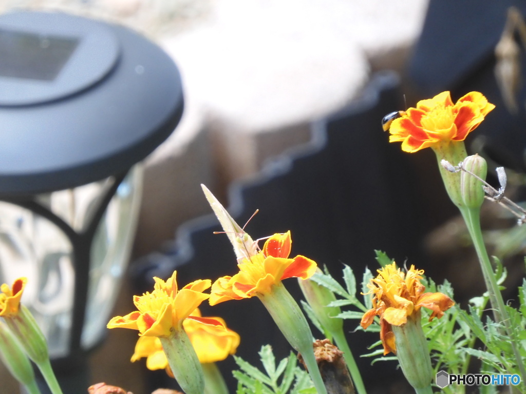 主題はどっち？