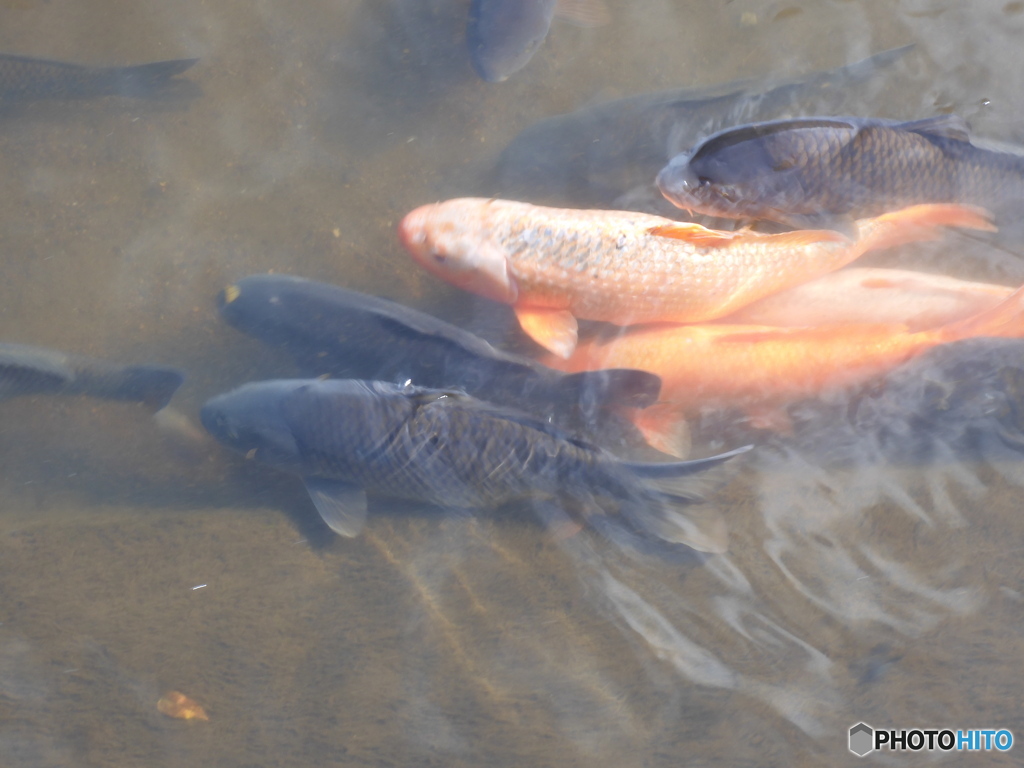 今日の鯉