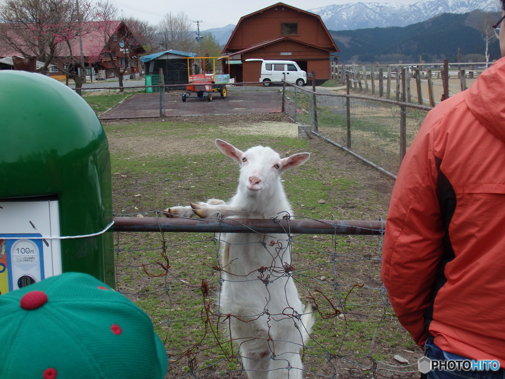 食いしん坊な山羊