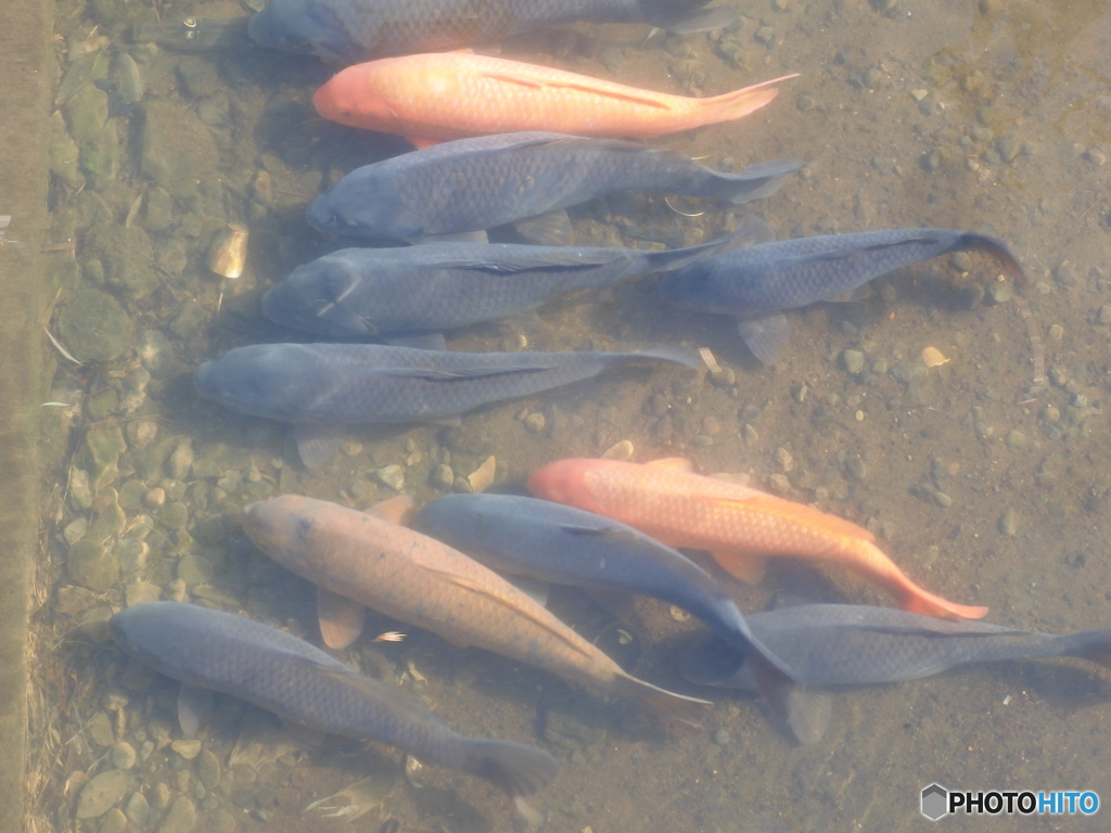 今日の鯉