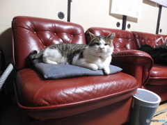 神社で出会った猫