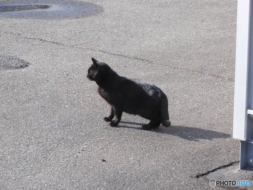 知らんふりする猫