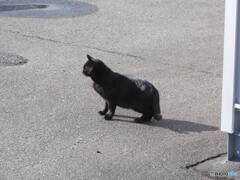 知らんふりする猫